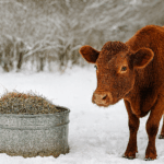 Nazaudnite na vodu clanok