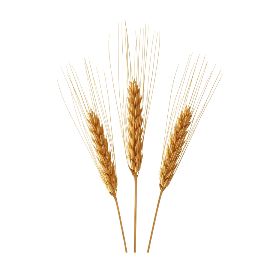 klas pšenice zvazok